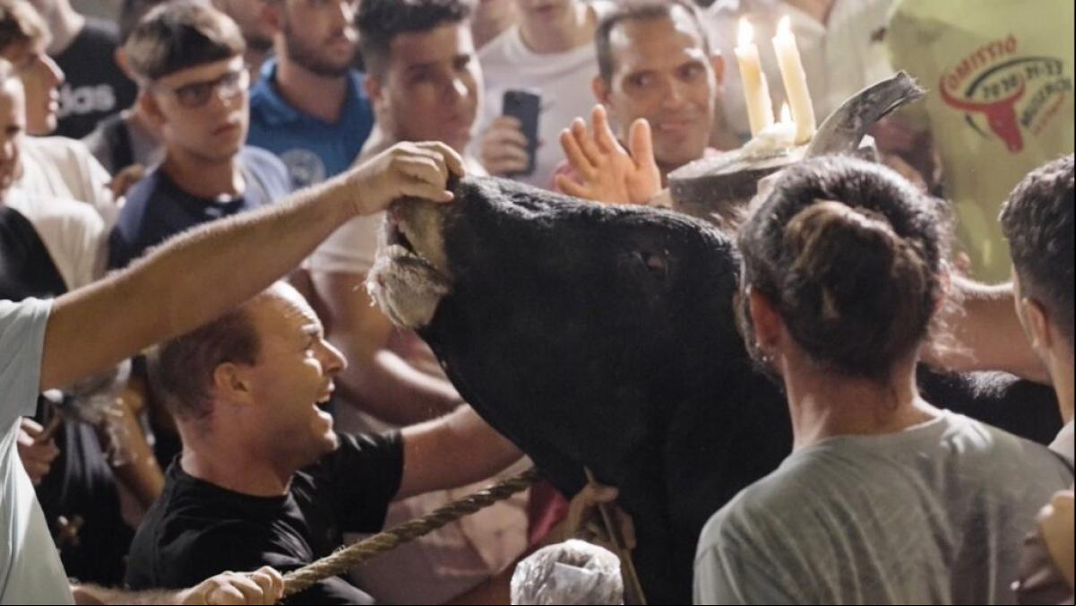 El Partido Animalista denuncia las vejaciones del toro embolado de Mos
