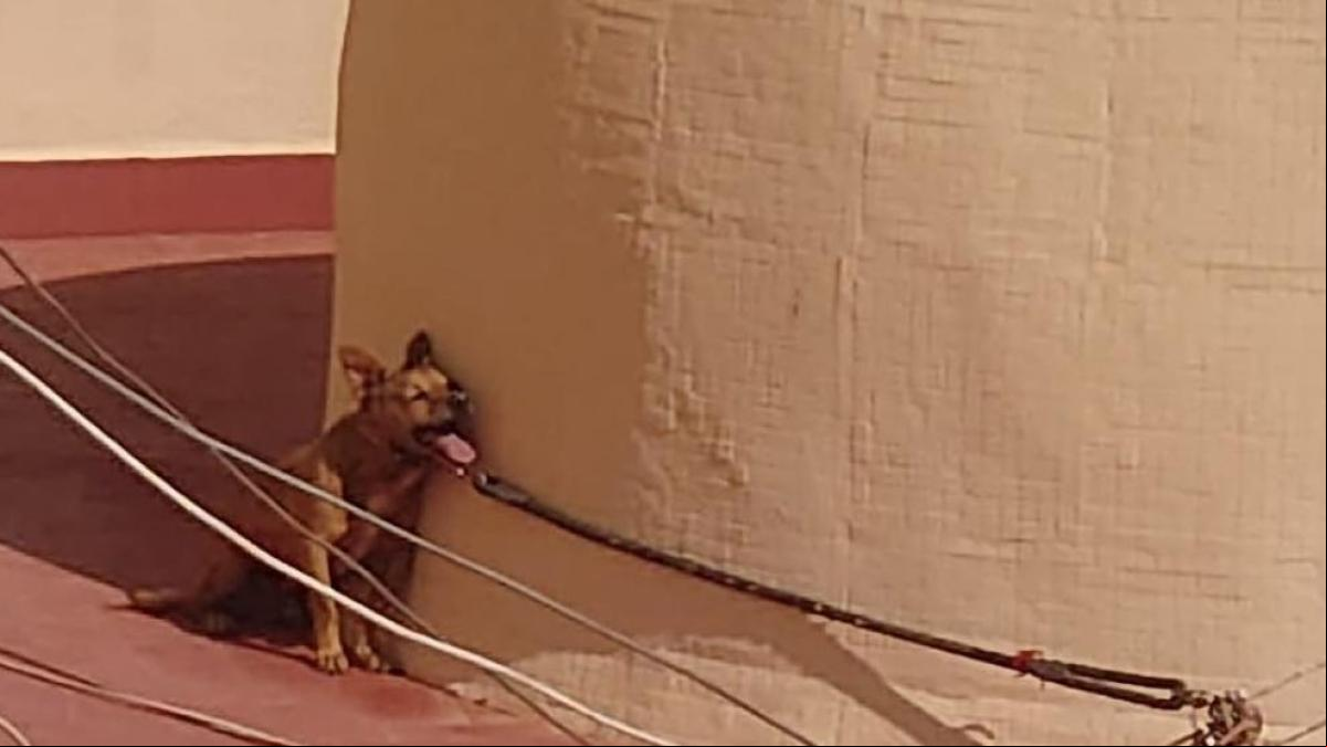 PACMA denuncia la muerte de un perro por un golpe de calor tras ser abandonado en un solario
