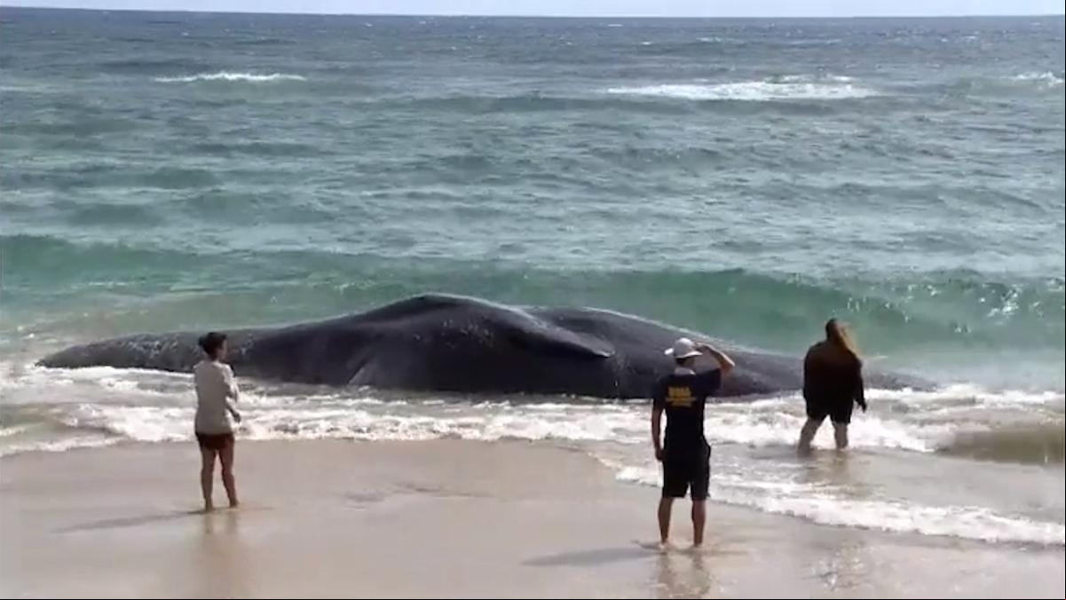 Aparece una ballena muerta en una playa de Hawái con gran cantidad de plásticos en su estómago