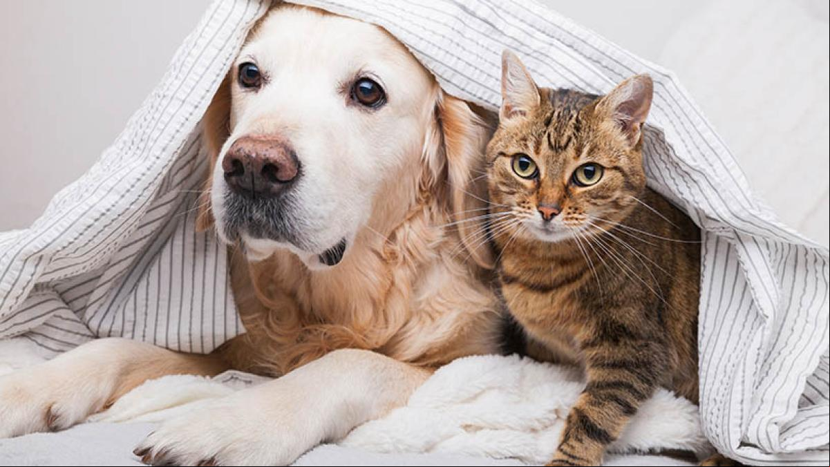 ¿Quién vota por los perros?