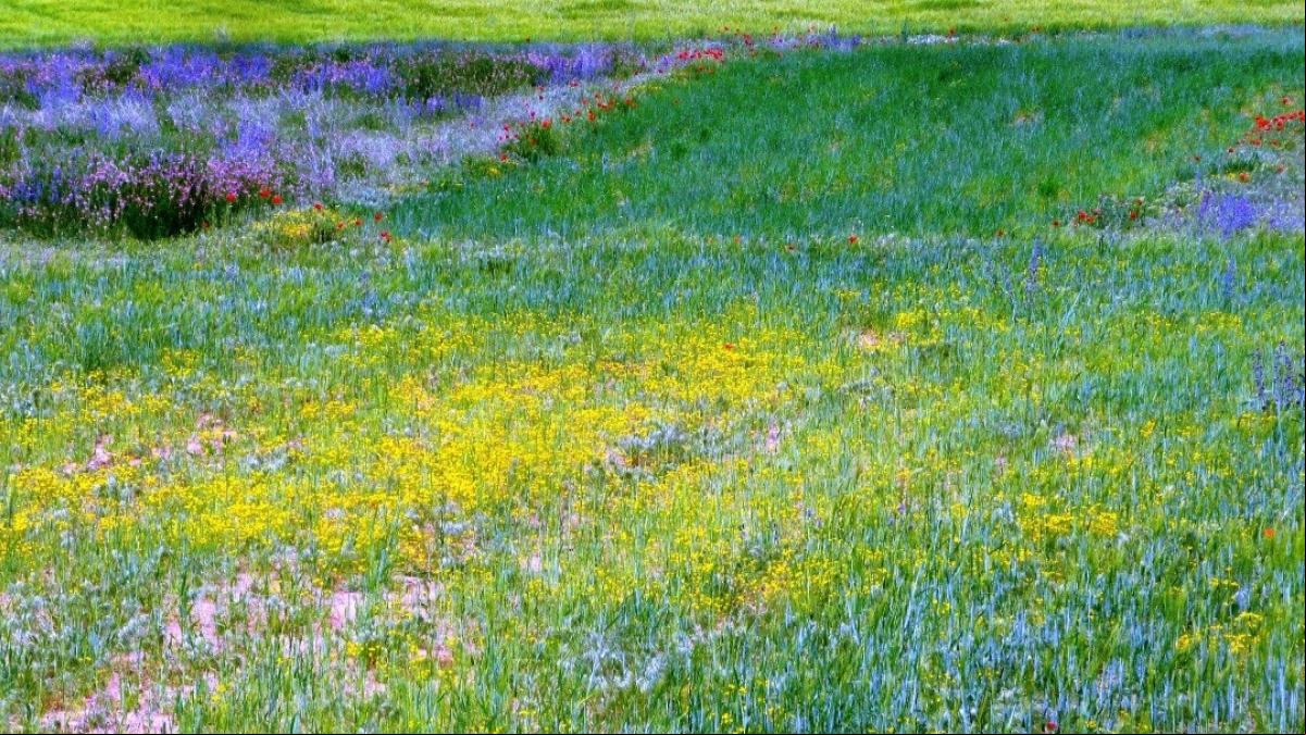 Paleta multicolor en los campos de Casserres