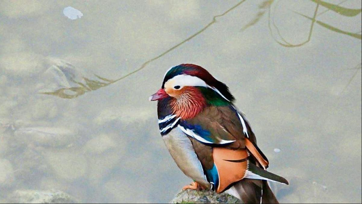 El pato mandarín se instala en Vic