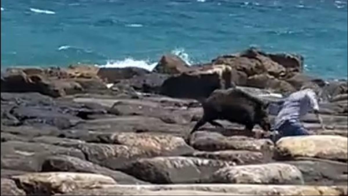 Aparece un jabalí en una playa de Alicante y empieza a atacar a los presentes dejando heridas leves