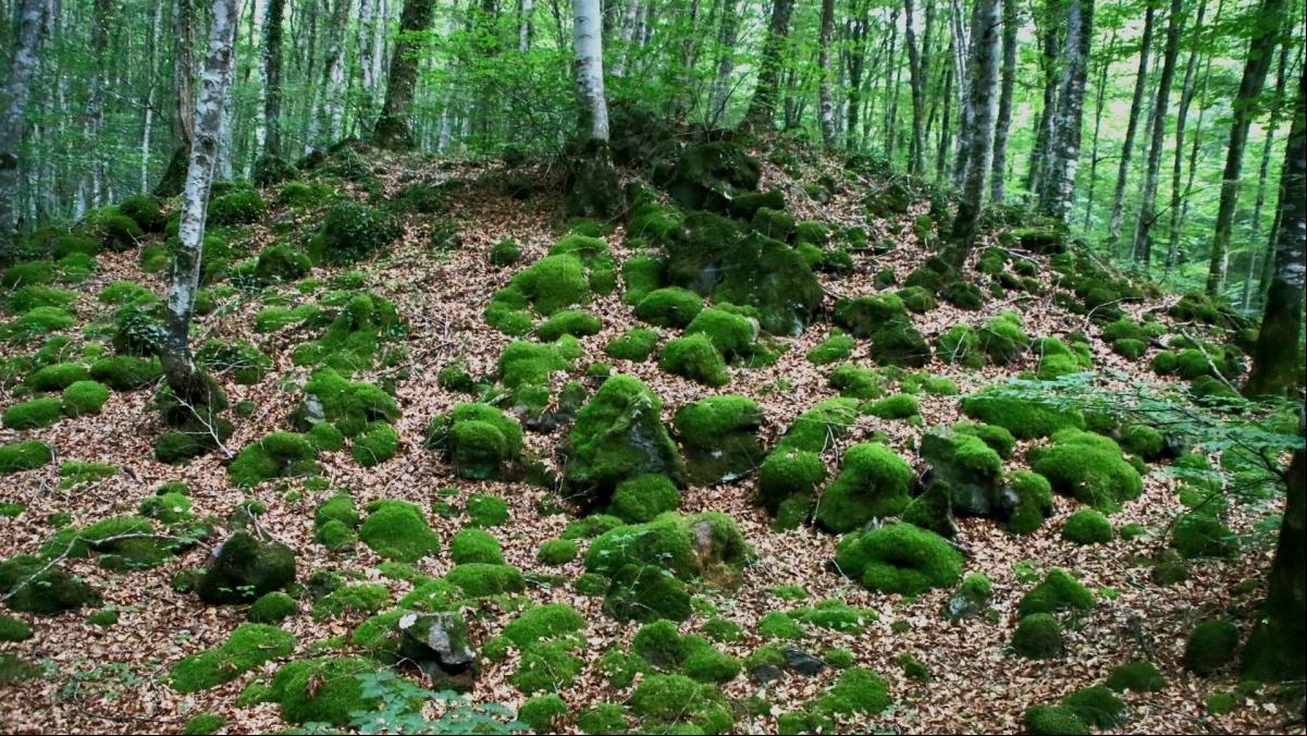 Refugio contra el calor en la Fageda den Jordà