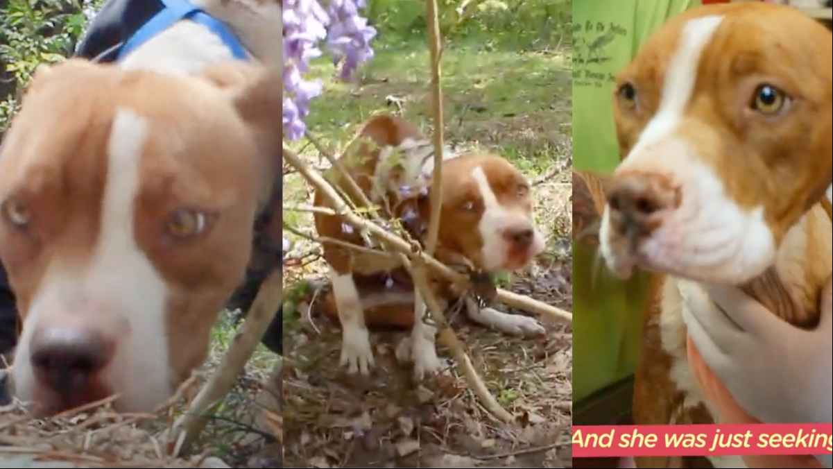 El angustioso rescate de una perrita encadenada y abandonada y su emotiva recuperación