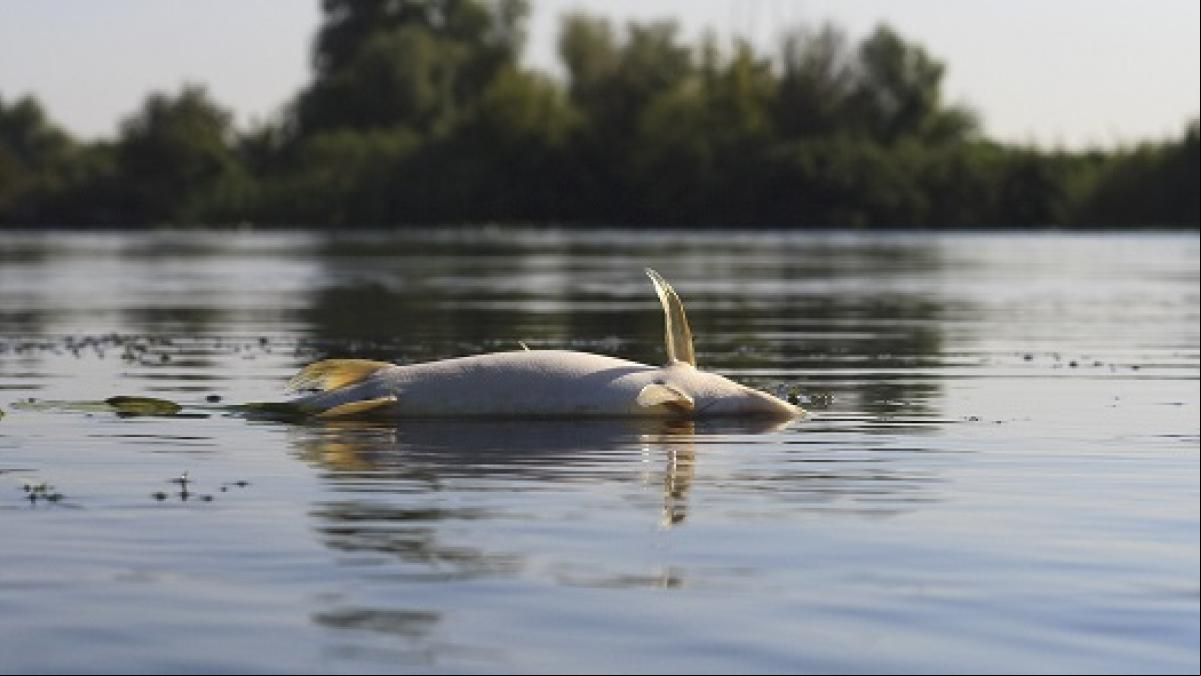 Una cuarta parte de la vida animal en agua dulce está en riego de extinción
