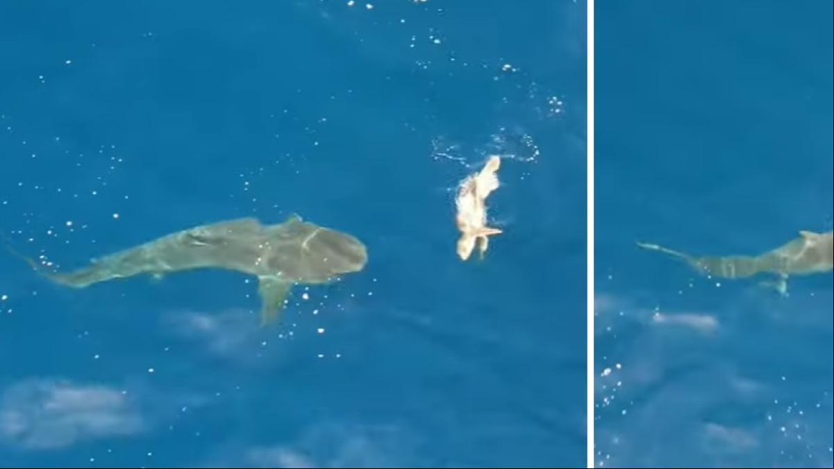 El reiterado ataque de un gran tiburón tigre no es suficiente para acabar con una dura tortuga verde