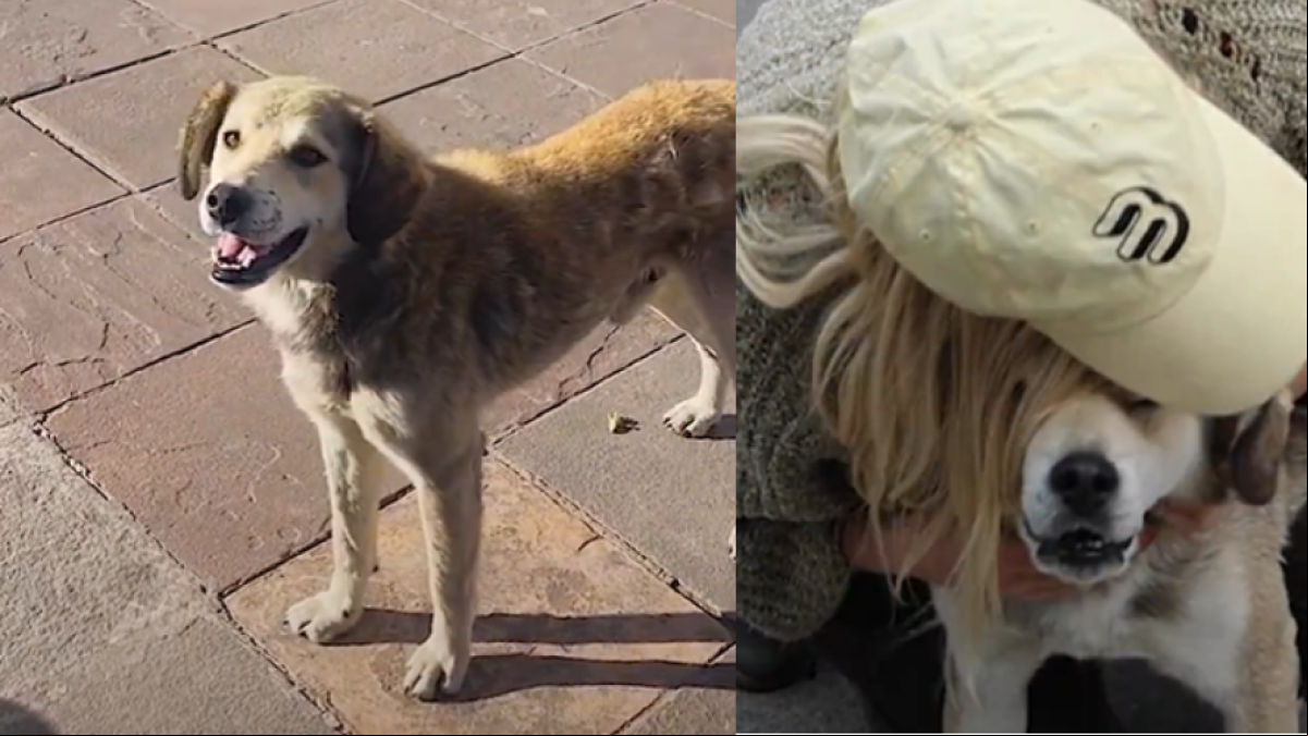 La emotiva historia de un perro callejero que persiguió durante horas a una turista: No podíamos dejarlo