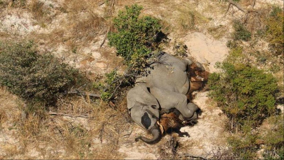 Descubren la causa de la misteriosa muerte de más de 400 elefantes en Zimbabue y Botsuana