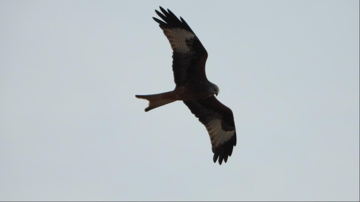 Mira cómo las aves luchan con el viento