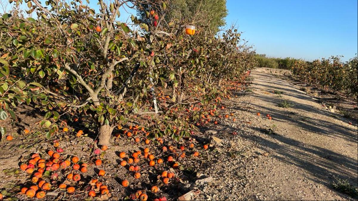 Los temporales y las altas temperaturas trastocan la campaña de cítricos y caquis