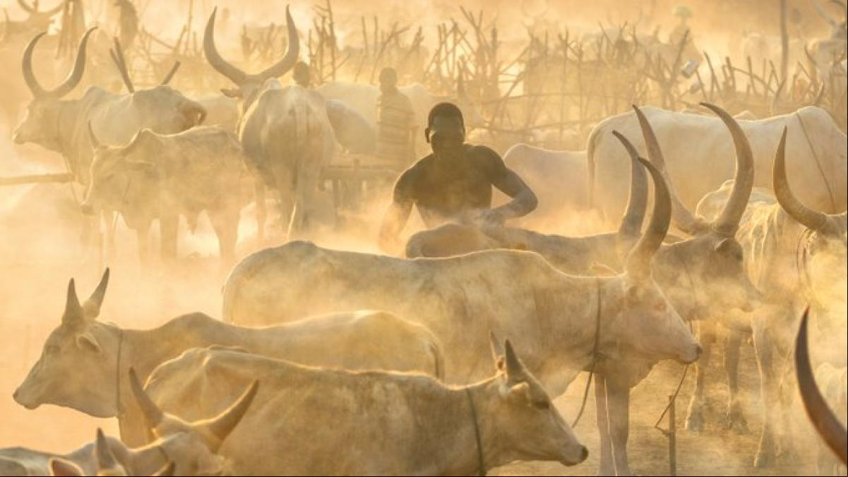 Al menos 22 muertos y 18 heridos en un robo de vacas en el este de Sudán del Sur