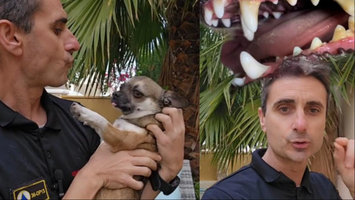 El motivo por el que nunca debes dejar que tu perro te lama la boca