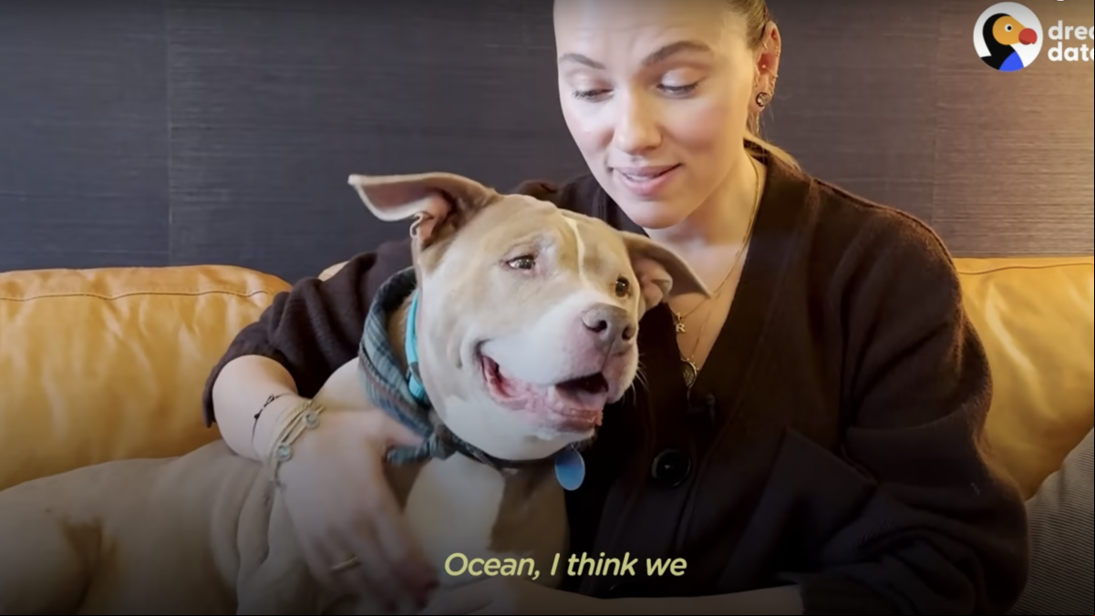 Ocean, la mamá pitbull que tuvo a Scarlett Johansson como cita a ciegas
