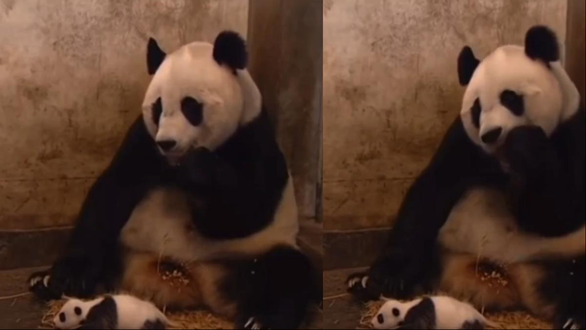La divertida reacción de una osa panda al estornudo de su bebé