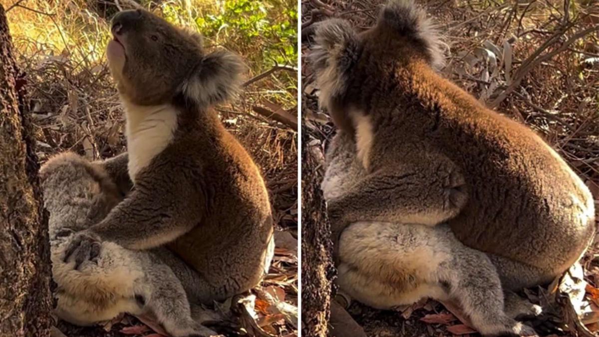 La emotiva despedida de un koala a su amigo fallecido conmueve a sus rescatadores