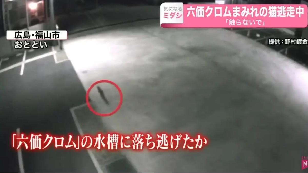Alerta en Japón por un gato tóxico que cayó en productos cancerígenos en una fábrica y se escapó