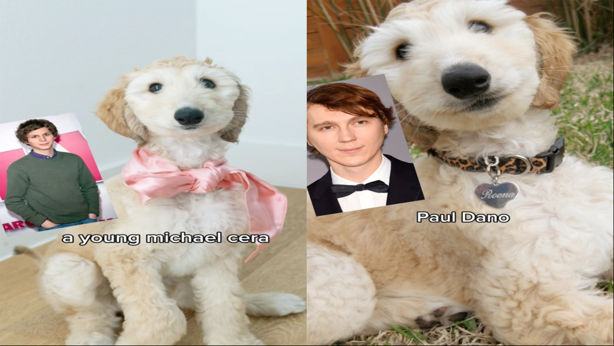 Revela los duros parecidos que le sacan a su perro lebrel afgano y las reacciones no se hacen esperar: Michael Cera