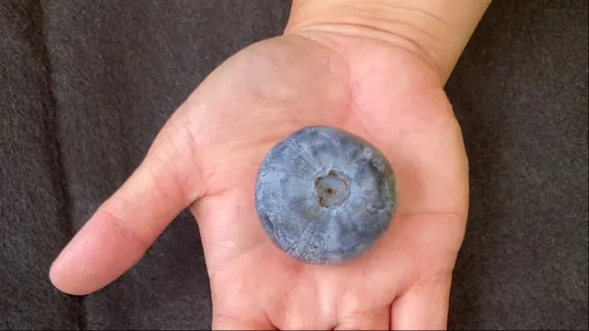 Un arándano cultivado en Australia bate el récord mundial con un peso de 20 gramos