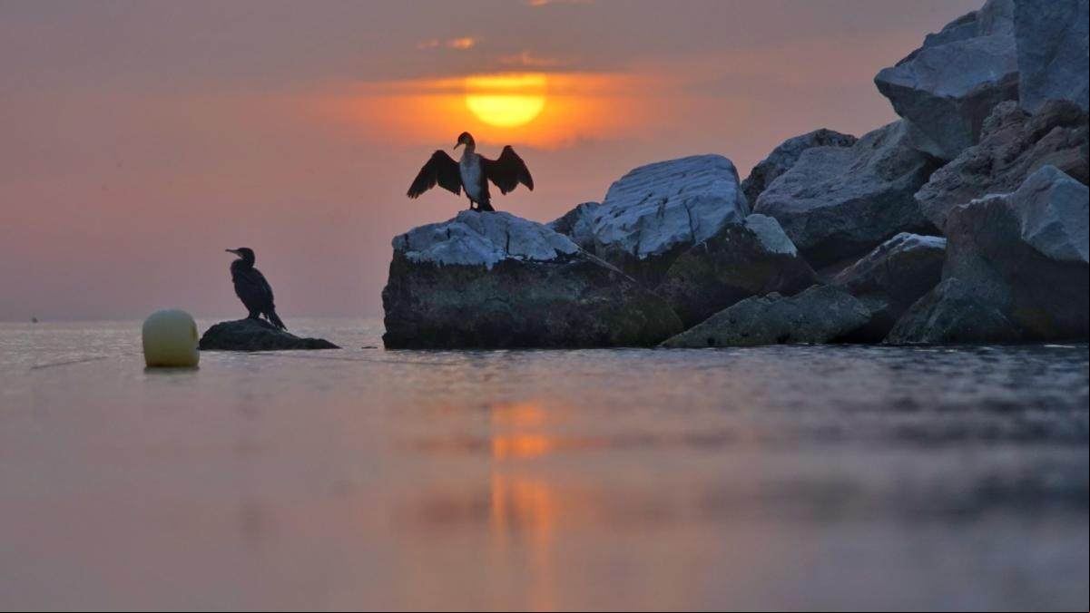 Los cormoranes de la calima