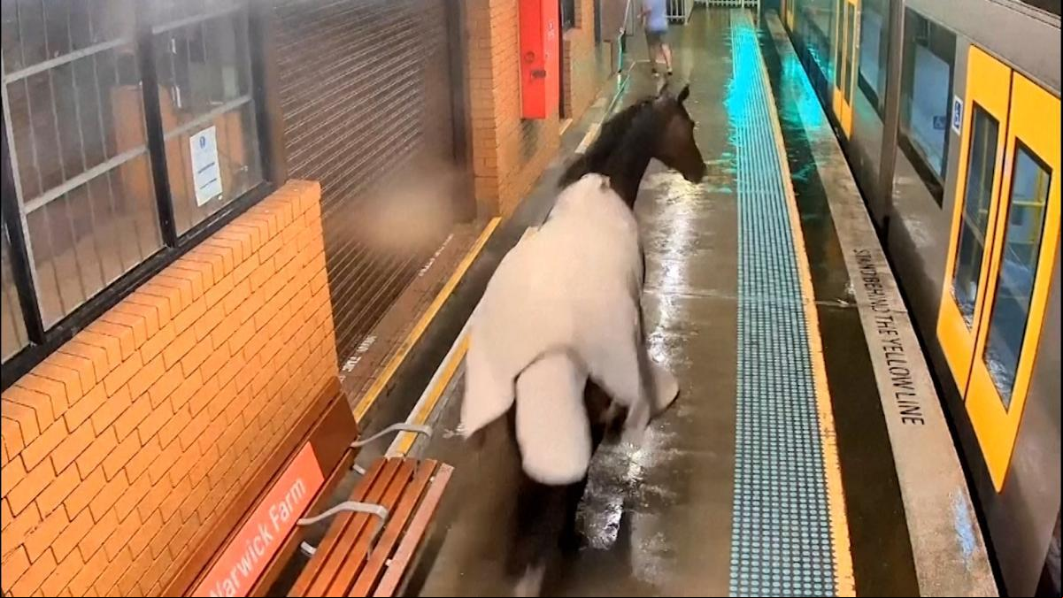 Un caballo se cuela en el metro de Sidney