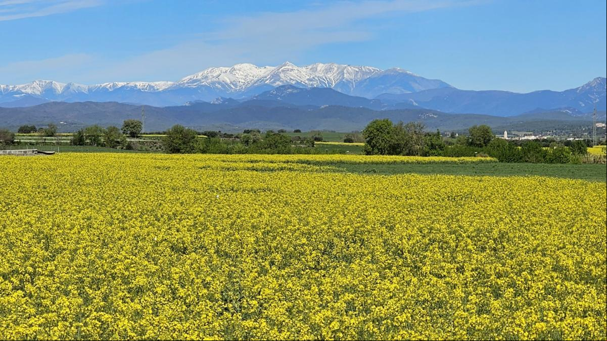 La exaltación amarilla de la primavera en el Alt Empordà