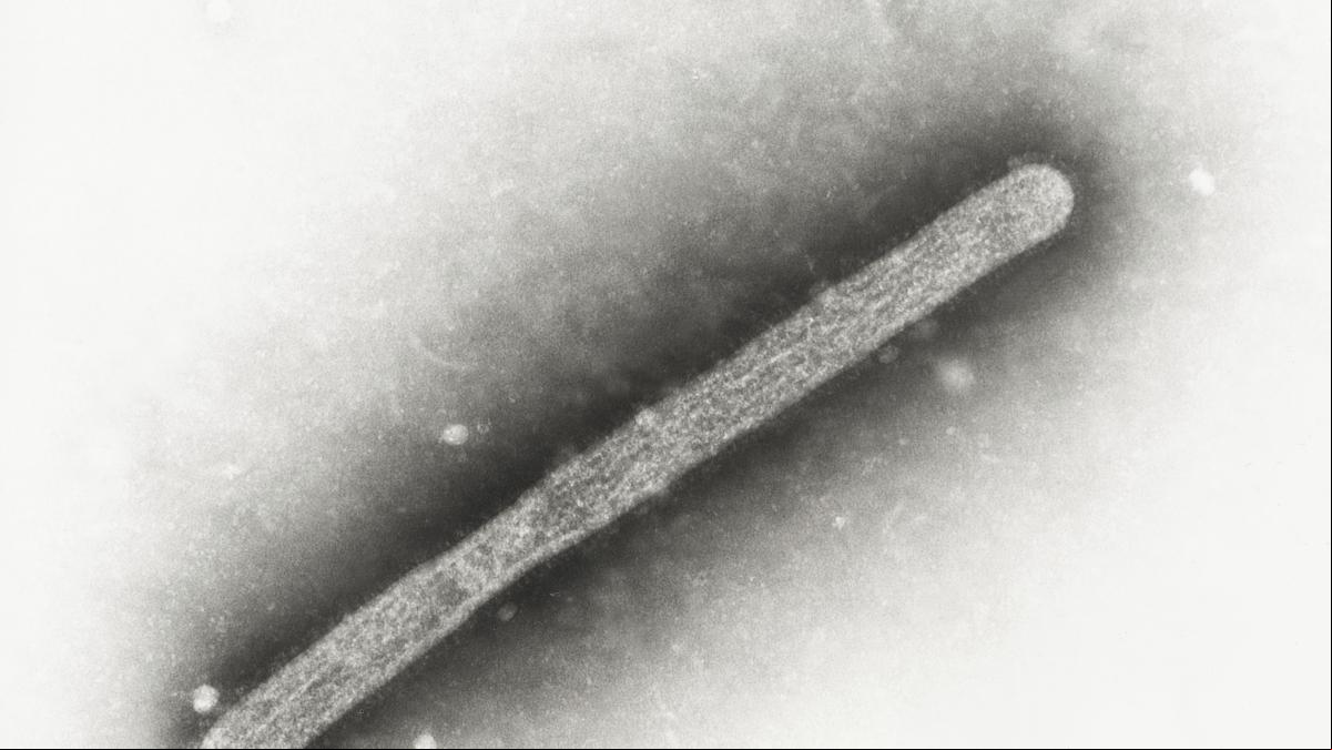 Segundo contagio humano en EE.UU. de la fiebre aviar al estar en o con vacas