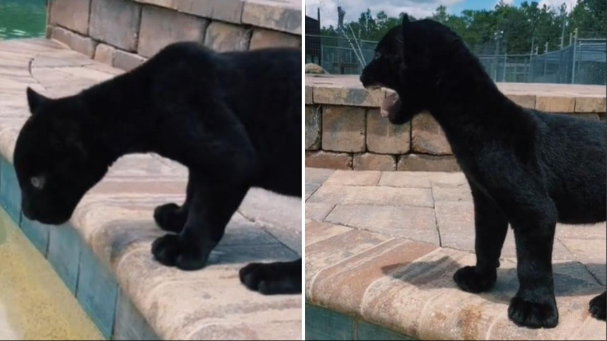 La divertida forma de llamar la atención de una pantera bebé para que todo el mundo la vea bañarse