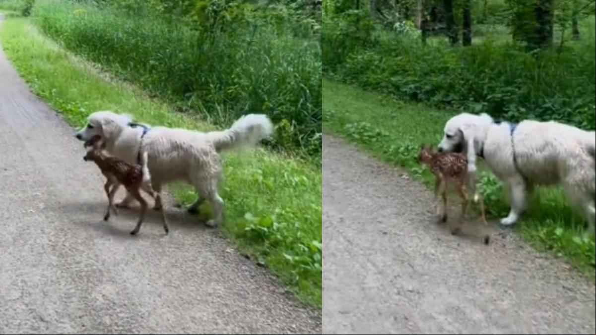 Sale a pasear con su golden retriever y trae un sorprendente amigo del bosque: “¿Vives en una peli Disney?”