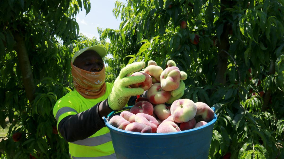 La renta agraria crece en Catalunya un 22% en 2024 y alcanza 2.260 millones