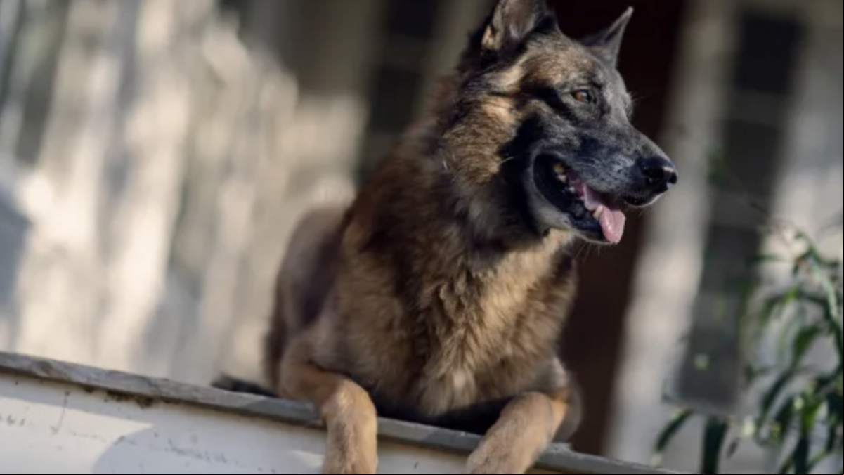 Fallece Seven, el valiente perro que luchó contra los zombis en The Walking Dead junto a Norman Reedus