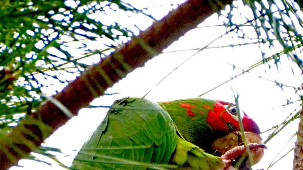 Aratinga mitrada, la otra cotorra barcelonesa