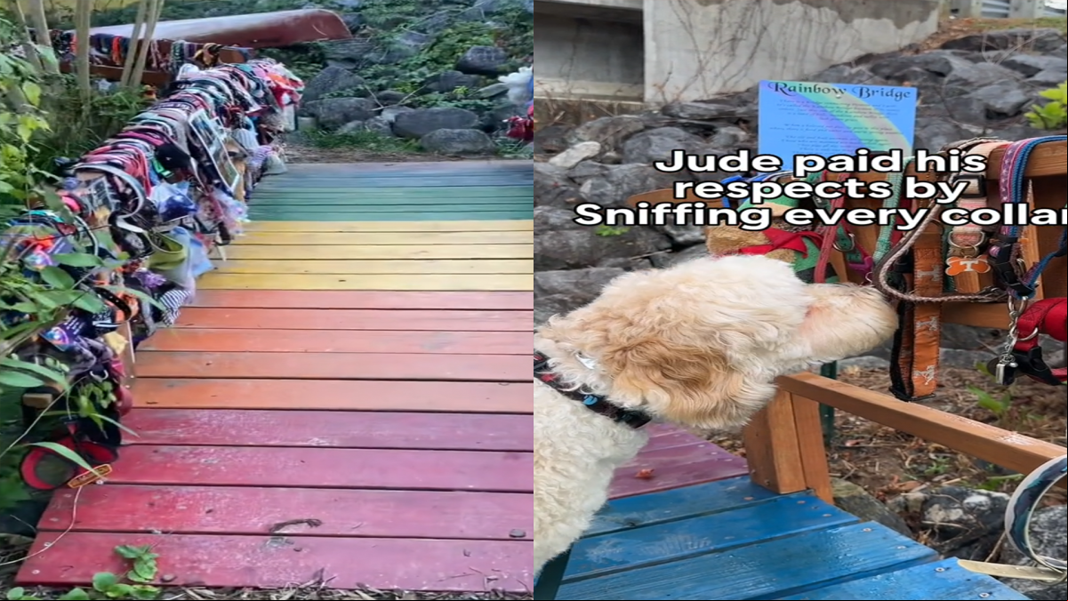 El Puente del Arcoíris, el cielo de las mascotas, existe y cada collar cuenta una historia de amistad eterna
