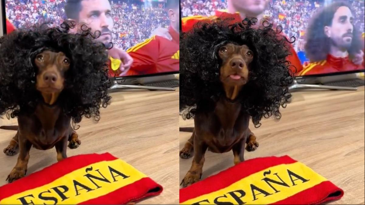 Enseña como su teckel vive los partidos de España en la Eurocopa y triunfa: “Cancucurella”