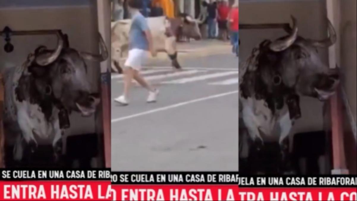 Susto enorme en una localidad navarra: un toro se cuela en la casa de una vecina