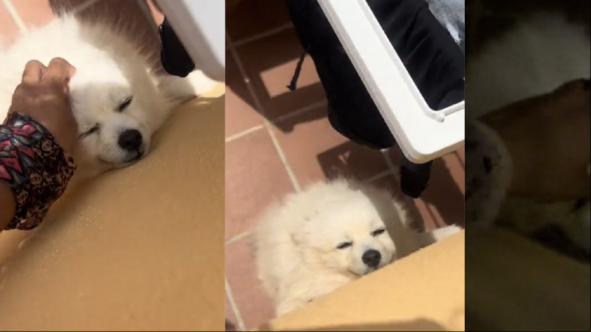Se van de vacaciones a Almería y el perro del vecino se enamora de ellas: “Lo cogería prestado”