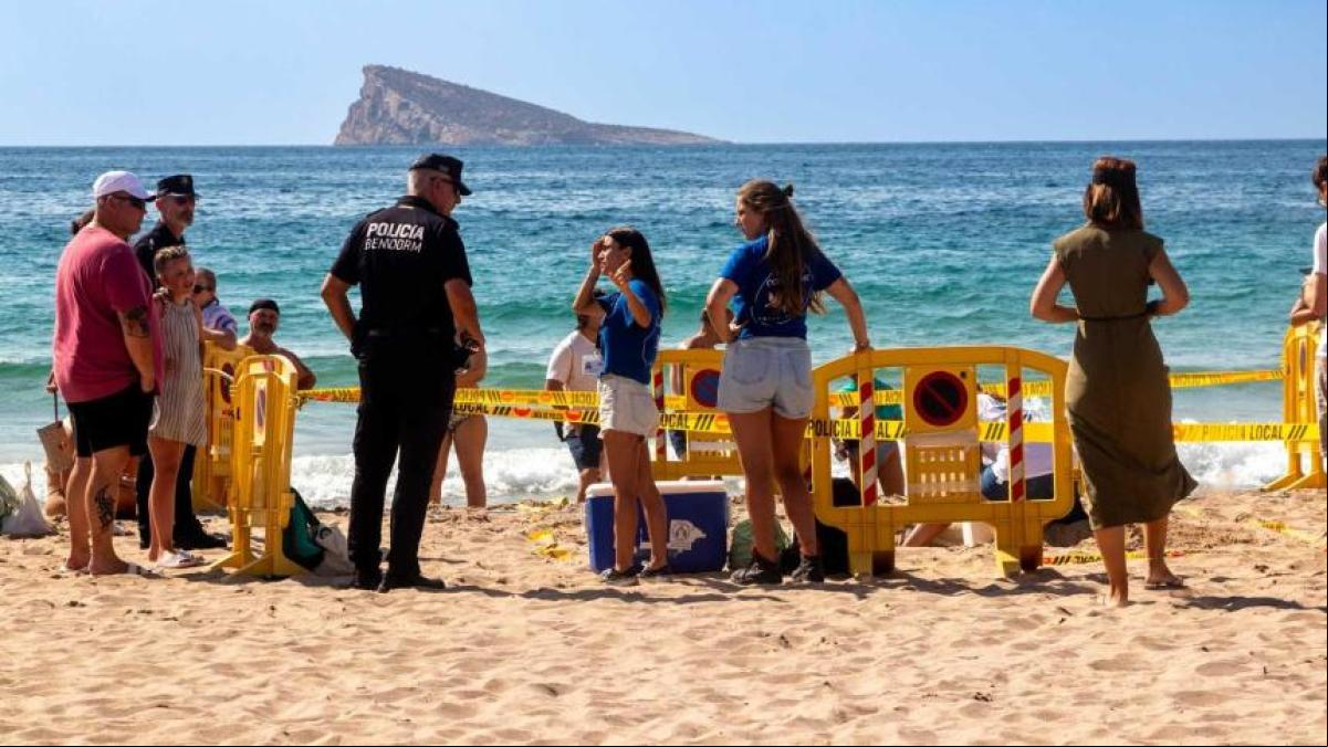 Una tortuga boba de gran tamaño desova en la playa de Poniente de Benidorm