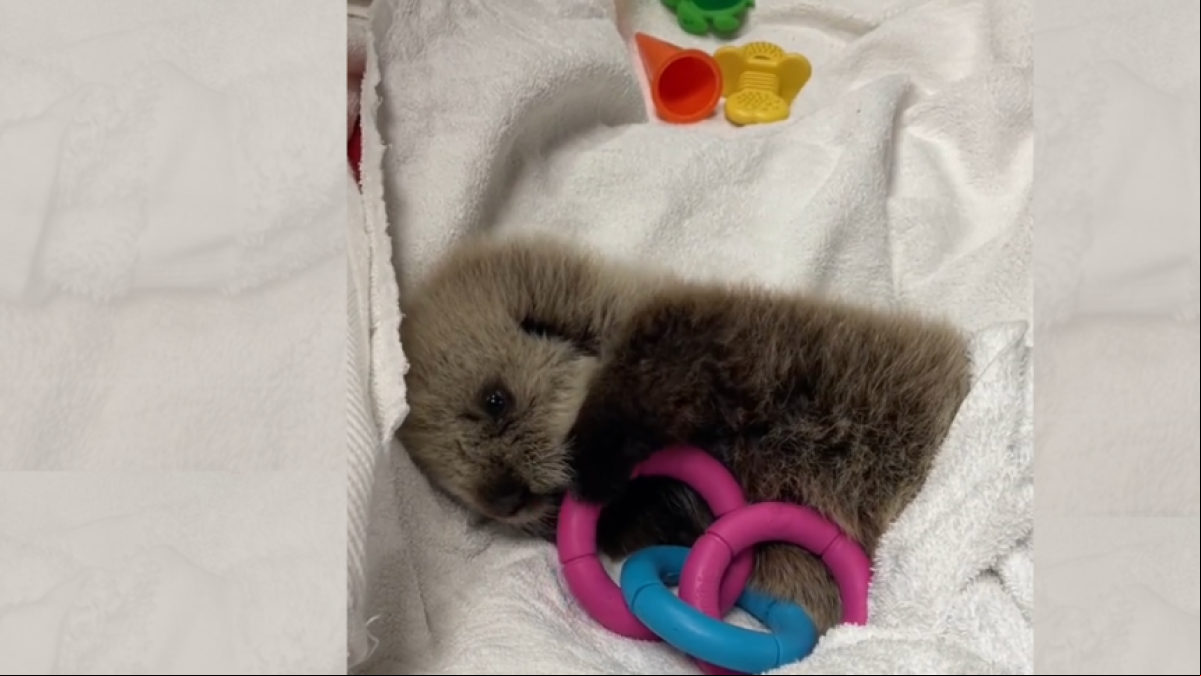 El tierno primer día de un bebé de nutria rescatado en el centro de acogida: “Parece un peluche”
