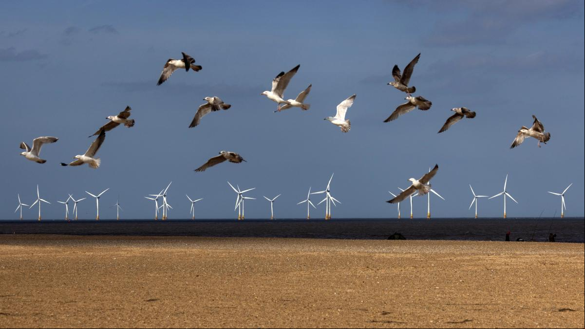 Una norma mejorará la protección de las aves frente a los aerogeneradores