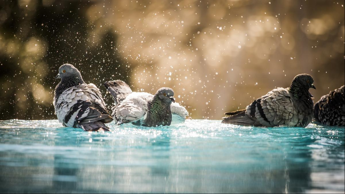 València lanza un plan integral para frenar la superpoblación de palomas