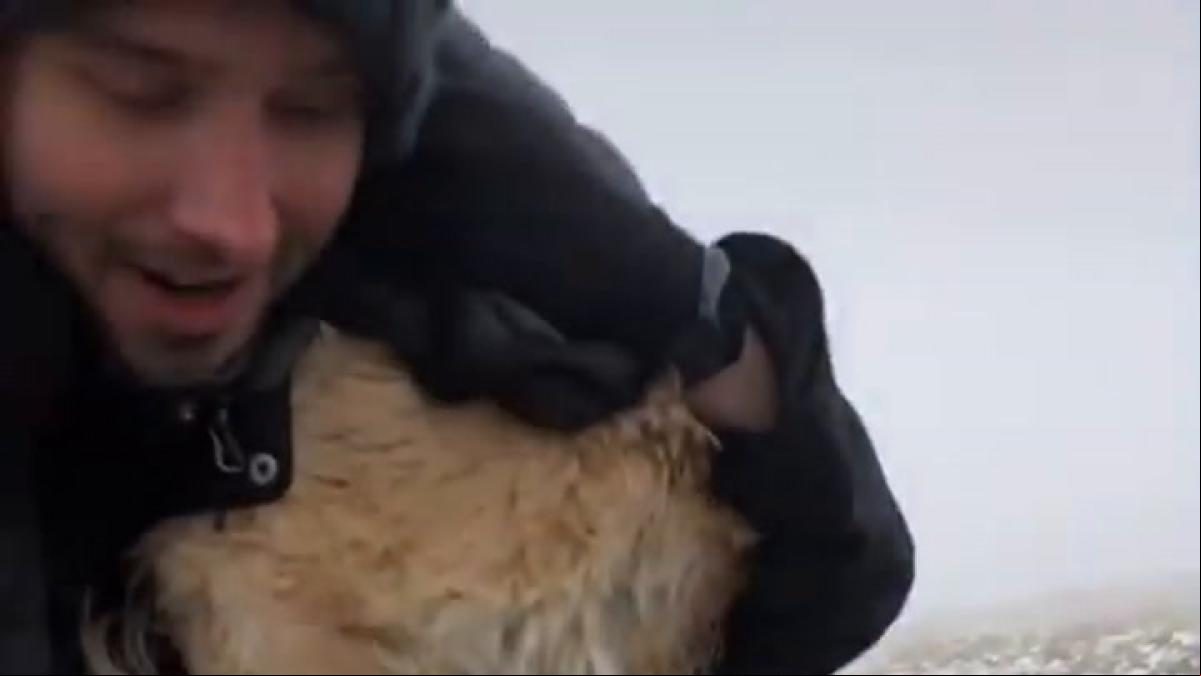 Rescatan a una golden retriever que llevaba perdida dos semanas en unas montañas heladas
