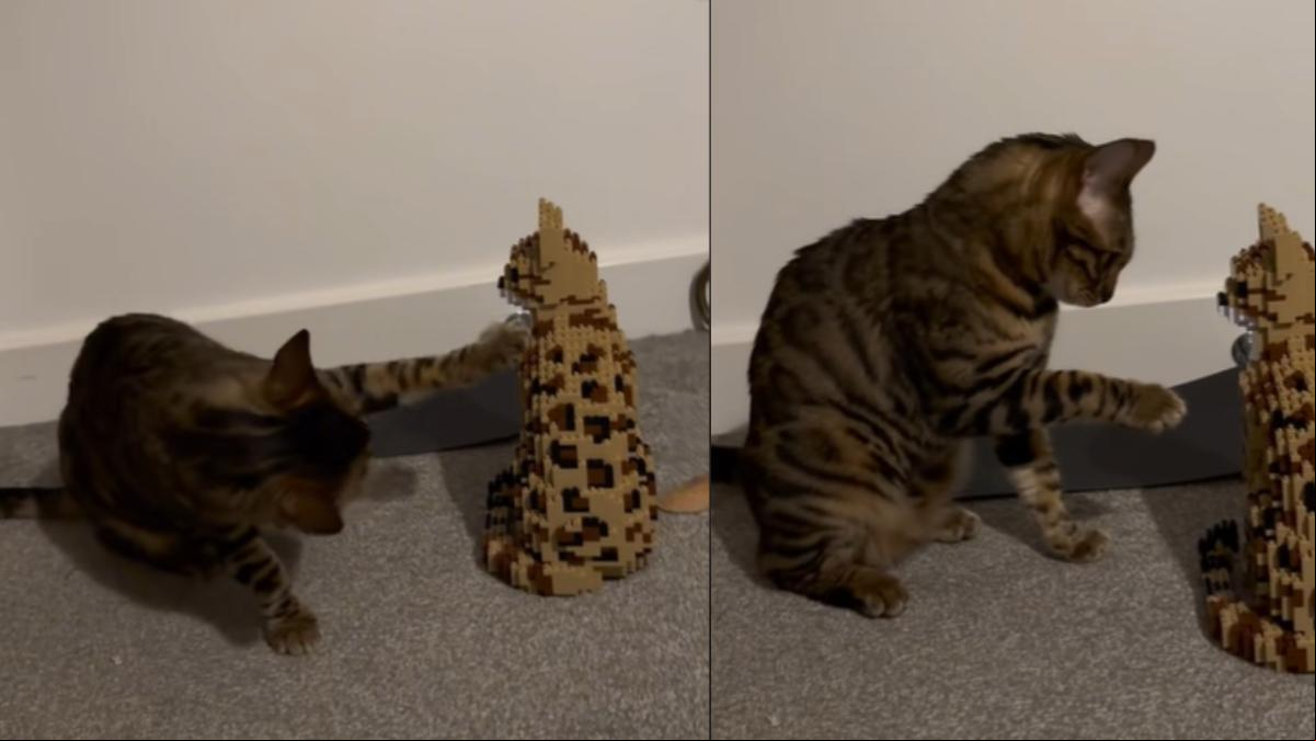 La hilarante reacción de un gato a su réplica hecha con Lego: “¿Por qué no le da la mano?”