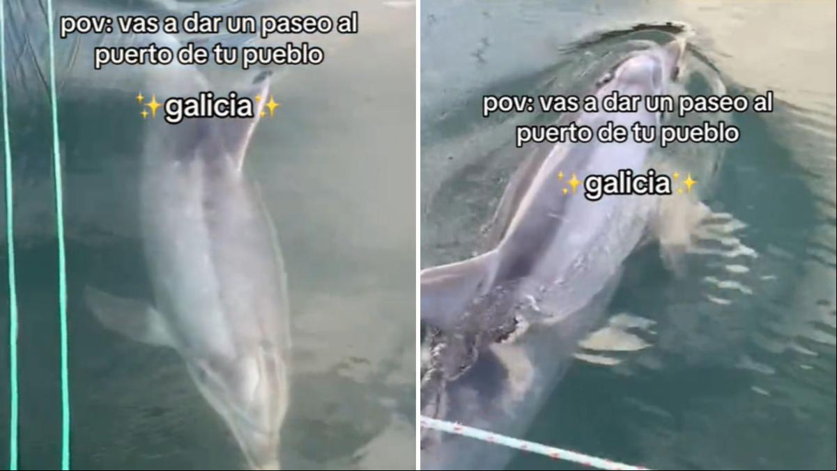 Manoliño, el famoso delfín que acude a los puertos de Galicia en busca de interacción con los humanos