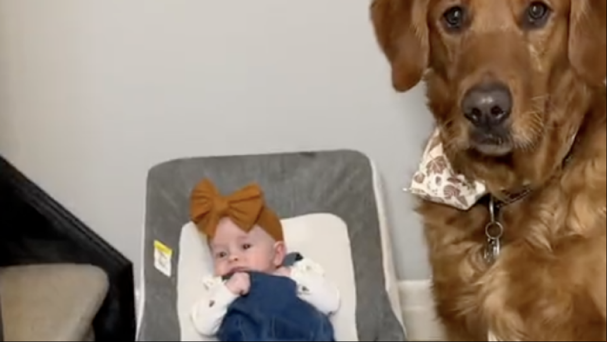 Una joven explica cómo es realmente la convivencia de su golden retriever con su hija recién nacida: “No es lo que me contaron”