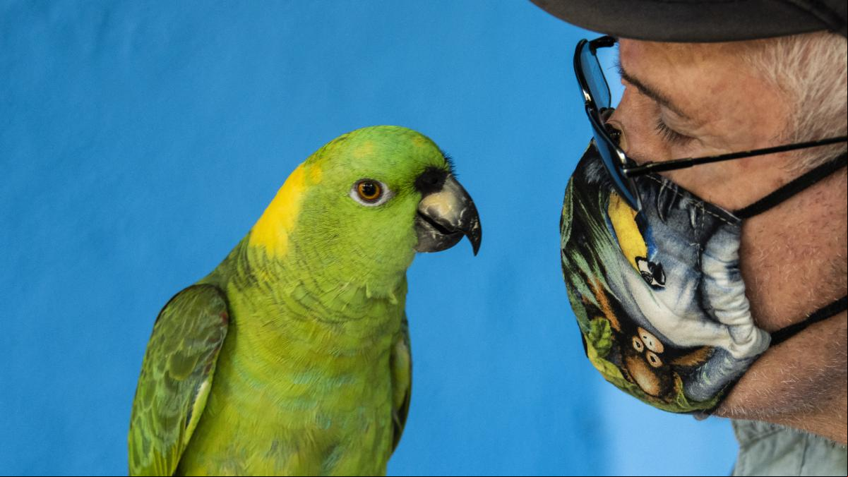 Los loros se comunican con dialectos y pueden ser bilingües