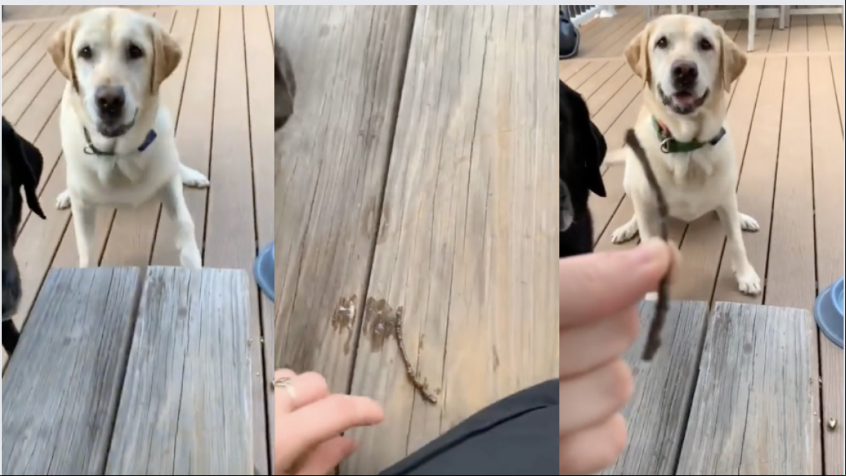 La gente alucina con el juego de dos labradores y su dueña con un palo diminuto que han encontrado en el parque: “Están orgullosos”