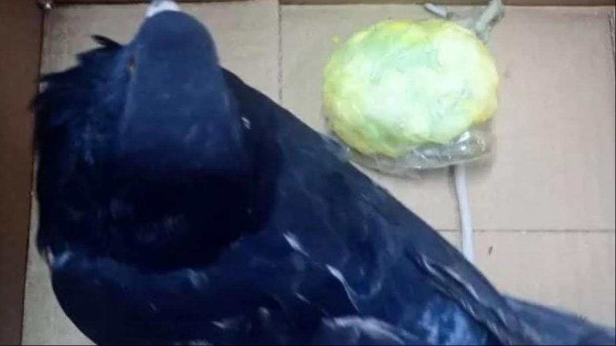 Atrapan a ocho narcopalomas que llevaban droga a una cárcel de Argentina