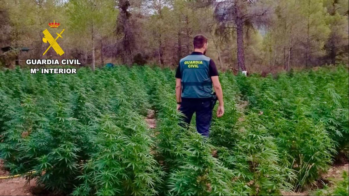 Tres detenidos en Fayón por una macroplantación con 8.000 plantas de marihuana