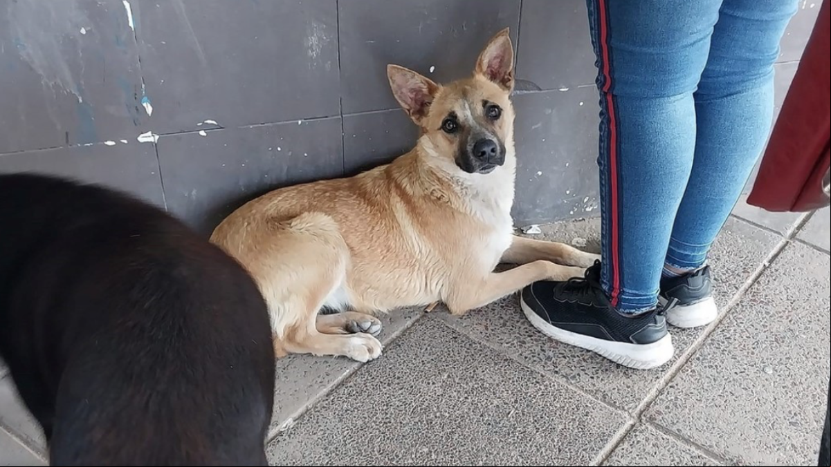 La perrita que recuerda a Hachiko y que sigue esperando a su dueño, arrollado por un tren