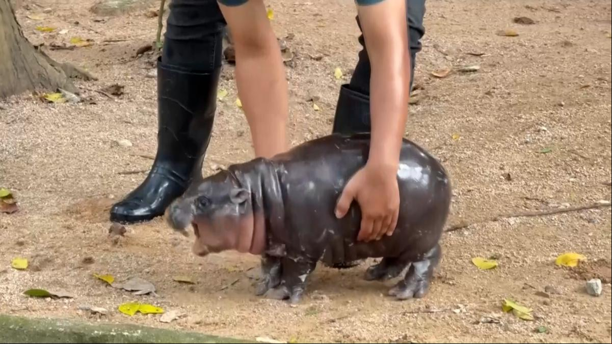 Imágenes del adorable hipopótamo pigmeo que está causando sensación en Tailandia